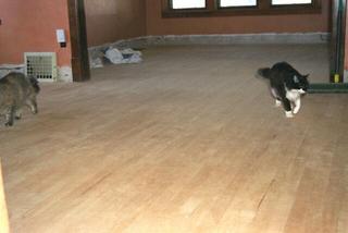 522catshelp